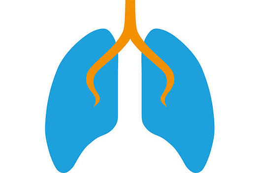 Stilisierte Lunge: Die Lungentransplantation ist eine wichtige Therapieoption im Endstadium der Lungenerkrankung bei Mukoviszidose. 