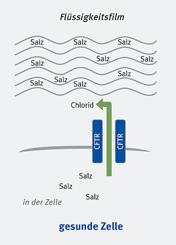 Schematische Darstellung des CFTR-Kanals bei gesunden Menschen. Salz und Wasser ist im Gleichgewicht in der Zelle, so dass kein zäher Schleim entsteht. 