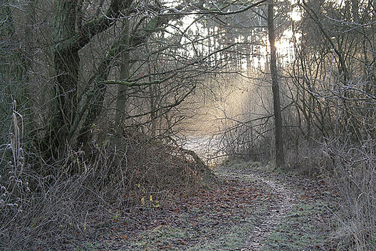 Waldweg im Winter Waldweg im Winter