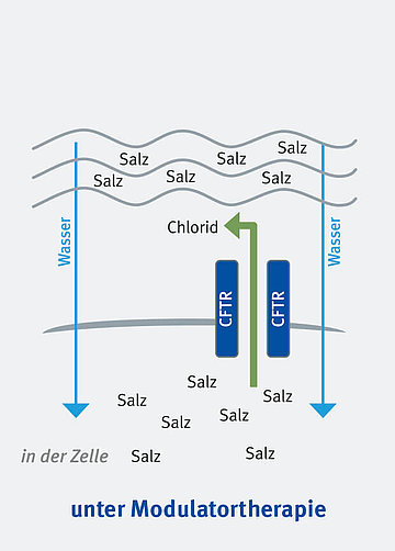 Schematische Darstellung des CFTR-Kanals bei Menschen mit Mukoviszidose, die CFTR-Modulatoren einnehmen. Man sieht, dass weniger Salz in der Zelle verbleibt, so also auch weniger Wasser in die Zelle strömt und der Flüssigkeitsfilm nicht mehr ganz so zäh ist, wie es sonst bei Mukoviszidose der Fall ist. 