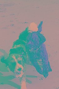 Zwei Hunde am Strand