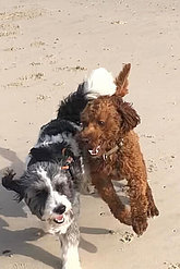 Zwei Hunde am Strand