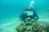 Taucher - unter Wasser - mit muko.move-Startnummer