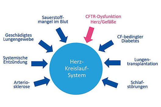 Mögliche Ursachen von Krankheiten des Herz-Kreislauf-Systems bei CF