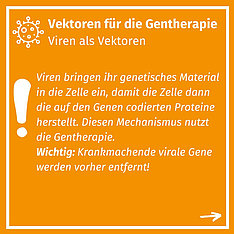 2. Folie: Vektoren für die Gentherapie mit der Info, dass krankmachende Gene entfernt werden, bevor Viren für die Gentherapie eingesetzt werden. 