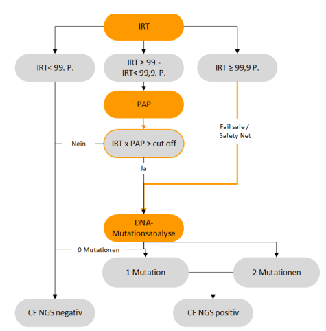 Ablauf des Neugeborenen-Screenings auf Mukoviszidose: Stufe 1 ist ein Test auf immunreaktives Trypsin (IRT), Stufe 2 ein PAP-Test, Stufe 3 ist ein Gentest auf die 31 häufigsten CFTR-Mutationen. Der Screening-Befund ist auffällig, wenn mindestens eine Mu Schematische Darstellung des Ablaufs des Neugeborenen-Screenings auf Mukoviszidose. Das Schema zeigt, welche Tests gemacht werden, bis das Screening als auffällig gilt. Stufe 1 ist ein Test auf immunreaktives Trypsin (IRT), Stufe 2 ein PAP-Test, Stufe 3 ist ein Gentest auf die 31 häufigsten CFTR-Mutationen. Der Screening-Befund ist auffällig, wenn mindestens eine Mutation im CFTR-Gen nachgewiesen wurde.