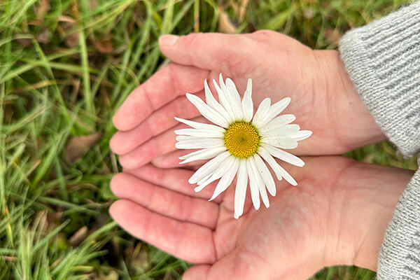 Zwei Hände halten zusammen eine Margerite, im Hintergrund sieht man eine Wiese. 